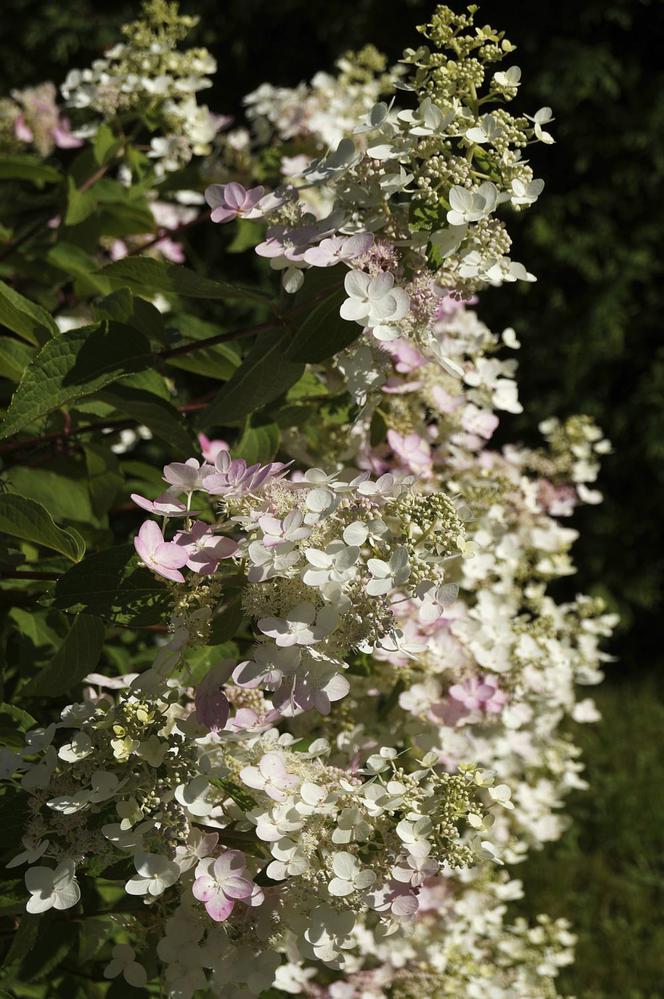 Hortensja bukietowa ‘Pinky Winky’