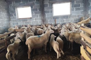 Psy zagryzły góralowi owce