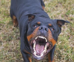 Spacer zamienił się w koszmar! Rottweiler rzucił się na kobietę z wózkiem