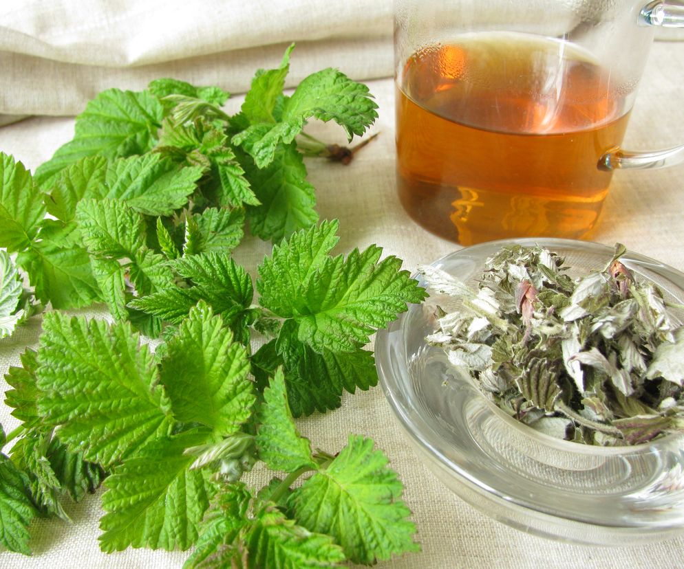 Odmładzają, oczyszczają i regulują jelita. Zbieraj liście, nie owoce