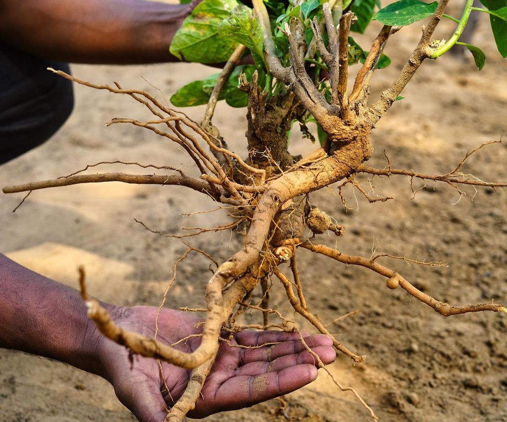 Działa przeciwnowotworowo? Dietetyczka kliniczna wyjaśnia, na czym polega fenomen ashwagandhy
