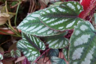 Cissus różnobarwny