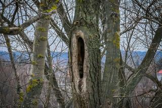 Zadrzewienie Wilanowa