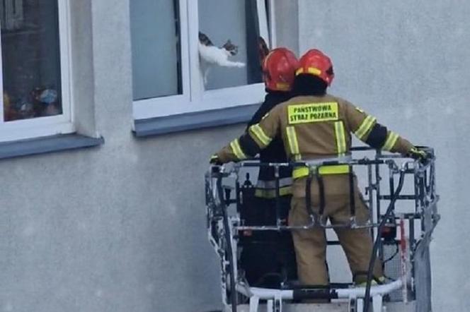 Kot utknął w oknie na 6. piętrze. Interwencja łódzkich strażaków hitem TikToka