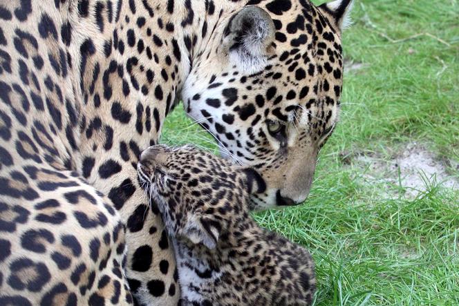 Urodziły się młode jaguary