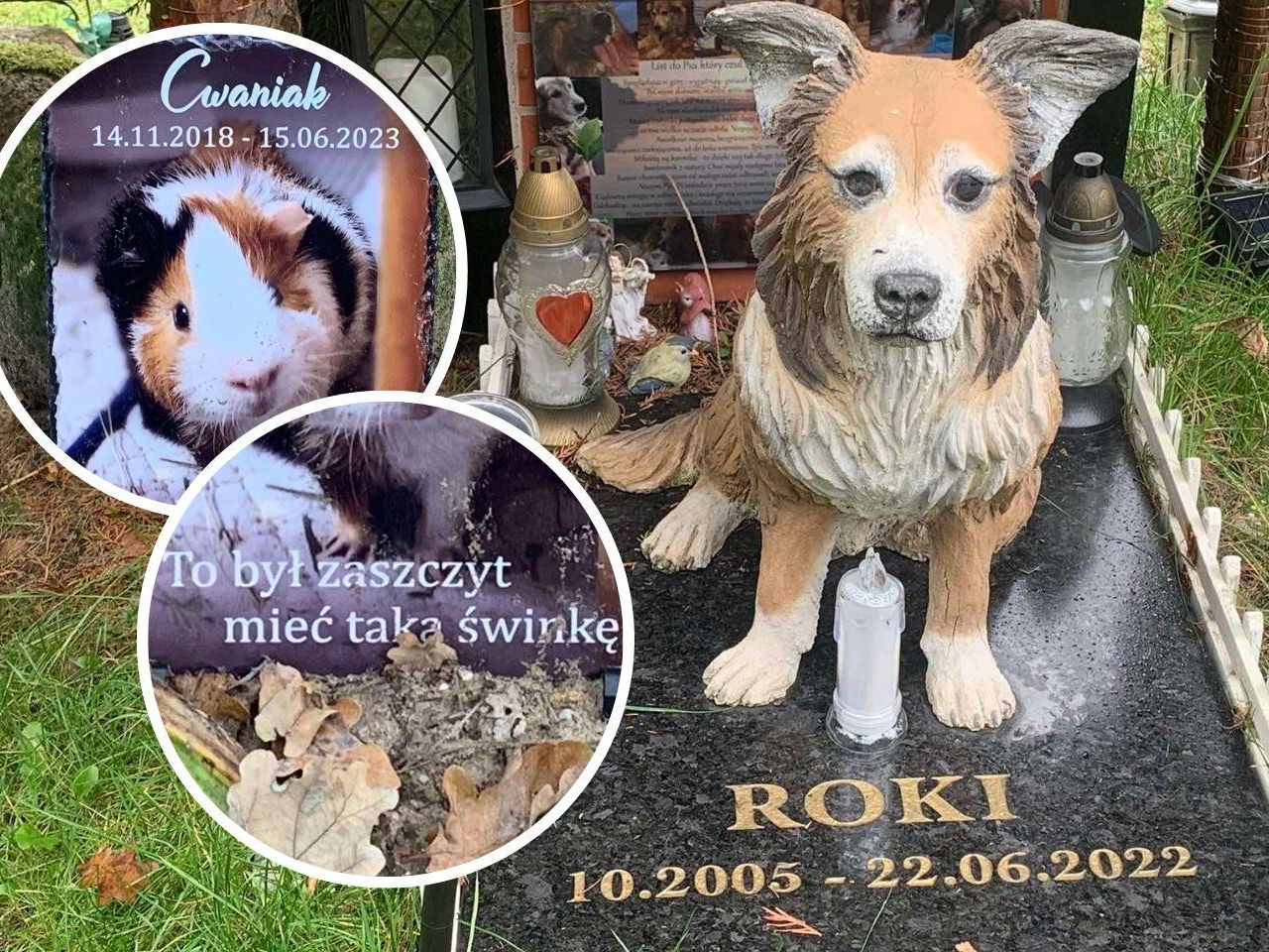 Na Cmentarzu Dla Zwierz t Pod Bydgoszcz Spoczywa Kilkaset Domowych Na Cmentarzu Dla Zwierz t Pod Bydgoszcz Spoczywa Kilkaset Domowych