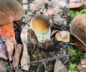 Ruszaj w Świętokrzyskie na grzyby! Oto najpopularniejsze miejsca 30 kilometrów od Kielc