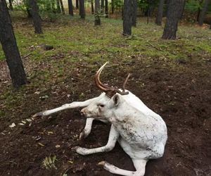 Nadleśnictwo Antonin. Uratowali białego daniela!