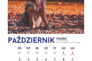 Październik - kalendarz ze zwierzętami