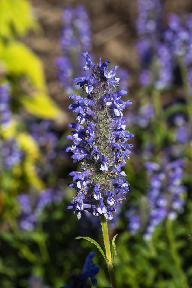 Kocimiętka żyłkowana 'Blue Moon'