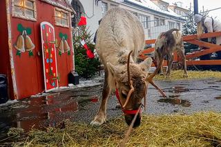 Mikołaj, renifery i mnóstwo innych atrakcji! Zamek Ksiażąt Pomorskich w Szczecinie zaprasza na jarmark świąteczny