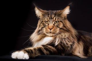 Rasowe koty zawładną Halą Orbita. Koniecznie musisz zobaczyć te kocie piękności