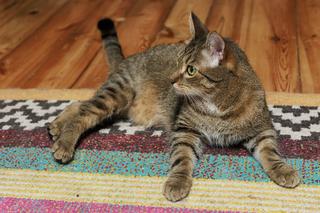 Superia i Expreś szukają domu