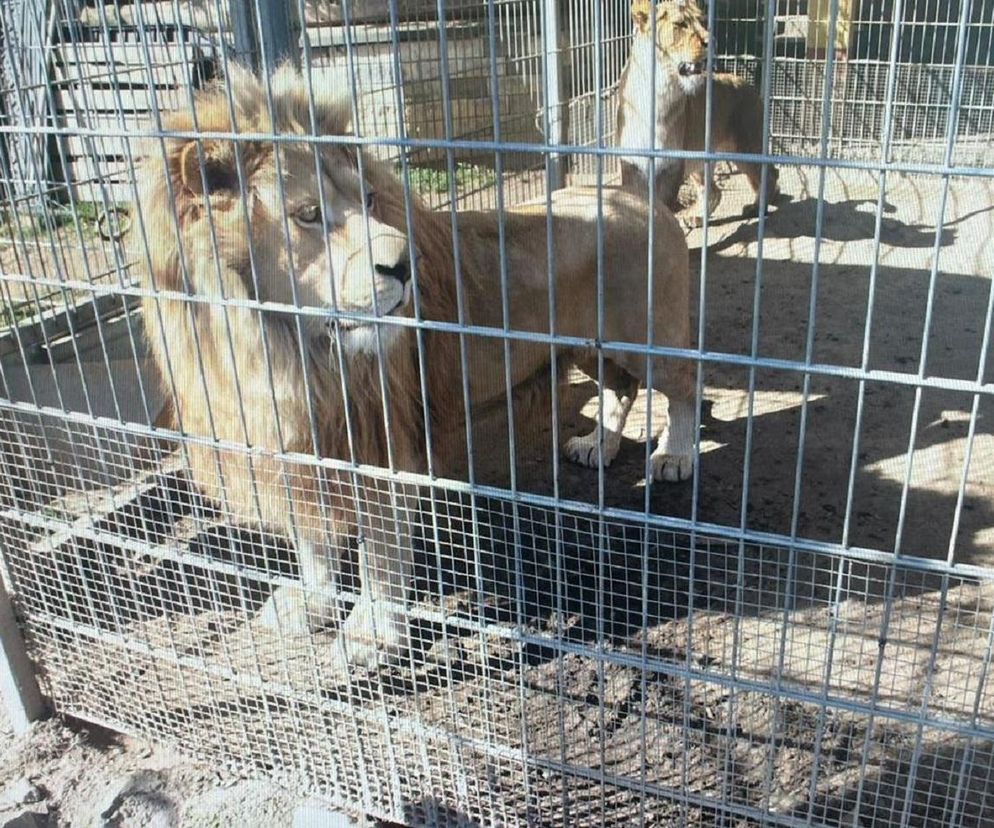 W klatkach przy domu trzymał lwy i tygrysa. Są nowe informacje z prokuratury
