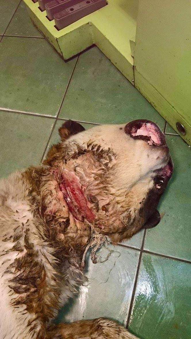 [DRASTYCZNE ZDJĘCIA] PORZUCONY PIES.