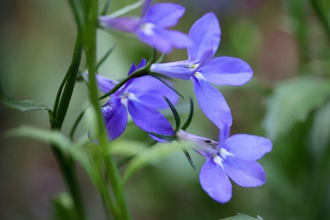 Lobelia przylądkowa