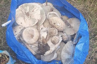 Sezon grzybowy w śląskich lasach rozpoczęty