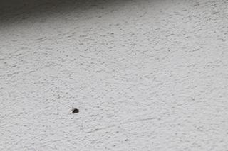 Jabłonna. Dramatyczne sceny na Osiedlu Przylesie. Wariat strzelał do samochodów, później wymierzył w człowieka!