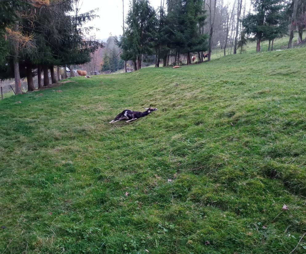Zagryzione kozy w Cichem w gm. Czarny Dunajec