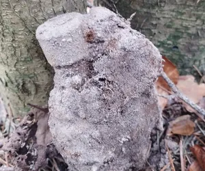 Niebezpieczne znalezisko w lesie pod Tucholą! Przedmiot spędził pod ziemią wiele lat