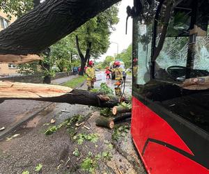 Drzewo przewróciło się na miejski autobus. Są osoby poszkodowane