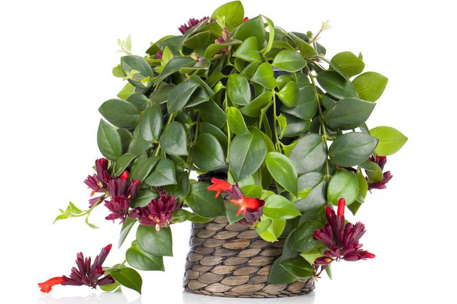 Eszynantus (Aeschynanthus)