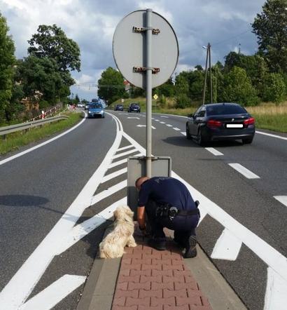 Przywiązał psa łańcuchem do znaku na trasie Kraków-Olkusz