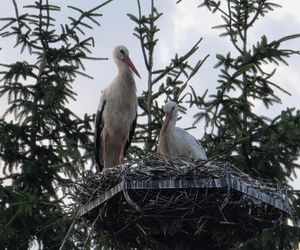 Kajtek bocian podwórkowy