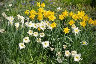 Wiosenne kwiaty- zdjęcia