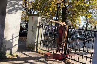 Jeleń nabił się na ostre groty cmentarnej bramy. Rozerwały brzuch zwierzęcia