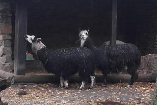 Alpaki z wrocławskiego zoo gwiazdami serialu Pierwsza miłość. Zarabiają na karmę dla całego stada [WIDEO, ZDJĘCIA, AUDIO]