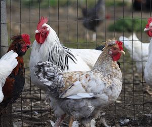 Drób do Azji: Zyski czy straty?