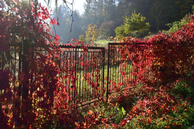 To najstarszy i najpiękniejszy park narodowy w Polsce. Warto odwiedzić go właśnie jesienią