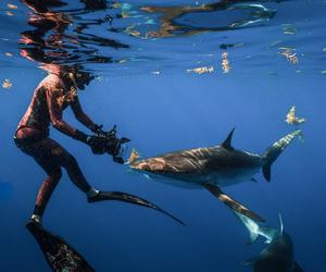 Odkrywa wdzięki i sekrety mórz. Najseksowniejsza pani naukowiec świata pływa z rekinami bada je i pozuje półgoła