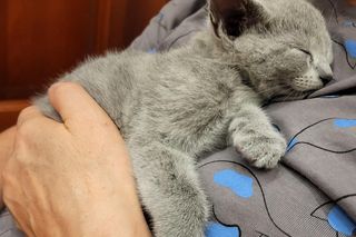 Bacardi - najpiękniejszy kot na świecie mieszka w Gdańsku