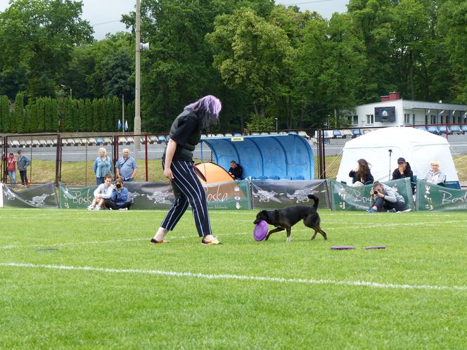 dog frisbee w Iławie