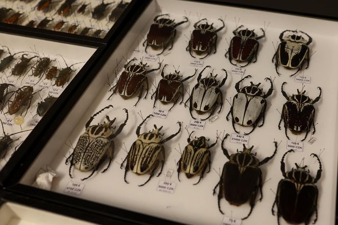 I Międzynarodowy Dzień Wymiany Owadów i Targi Entomologiczne w Bytomiu