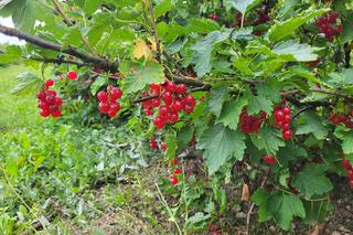 Te porzeczki można rwać za darmo i bez pytania. Bo rolnikowi nie opłaca się sprzedawać