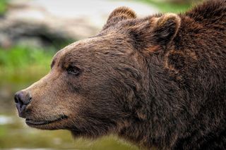 Niecodzienny poranek we Włoszech. Rolniczka z Abruzji zamiast kur znalazła w kurniku niedźwiedzia 