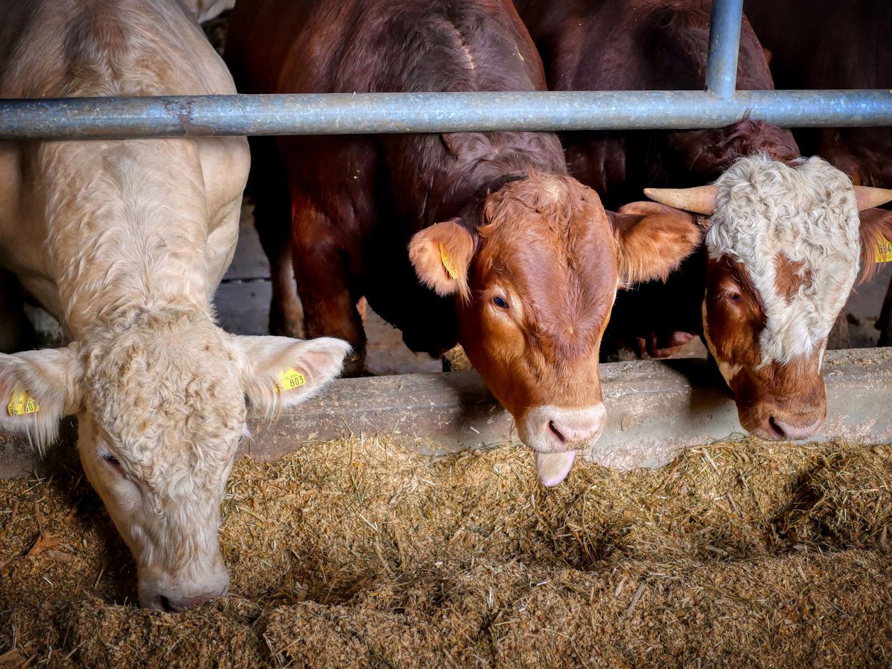 SKOŃCZMY Z CHOWEM PRZEMYSŁOWYM - ekolodzy radzą, jak zmniejszyć emisje CO2