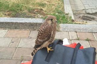 Pustułki przy Millenium Hall w Rzeszowie