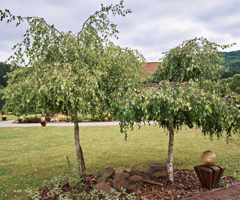 Brzoza brodawkowata 'Youngii'