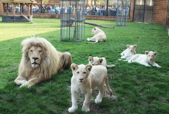 Niezapomniane przeżycia i wiele atrakcji na Dzień Dziecka w ZOO SAFARI BORYSEW