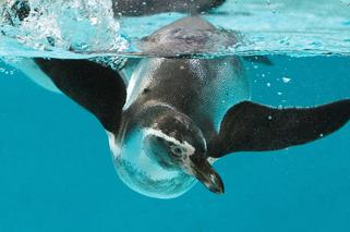 Pingwin Humboldta