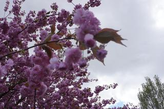 Bajeczna alejka na Pieczewie znów zachwyca. W tym roku drzewa zakwitły o miesiąc wcześniej [ZDJĘCIA]