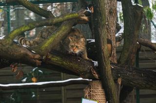 Zima w zoo we Wrocławiu. Zobacz, jak zwierzaki radzą sobie w chłodne dni 