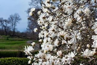 Magnolia gwiaździsta