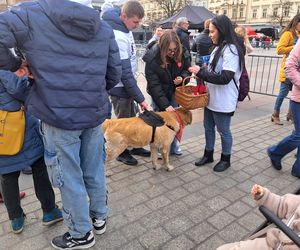 33. Finał WOŚP z grupą krakowskich Golden Retrieverów