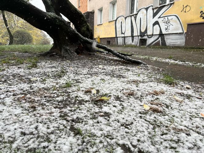 Pierwszy śnieg w Szczecinie