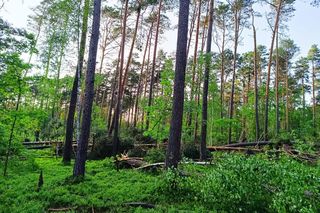 Nadleśnictwo Chmielnik